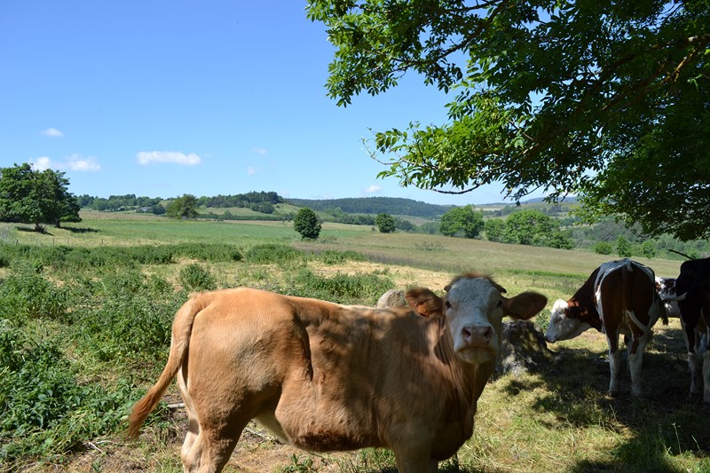 Ferme à rénover Le mazet St Voy Ferme à rénover Le mazet St Voy Campagne du village